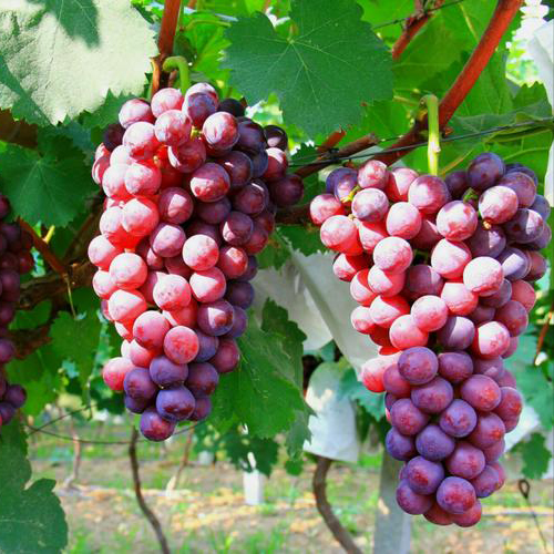 ʳ�������㾫