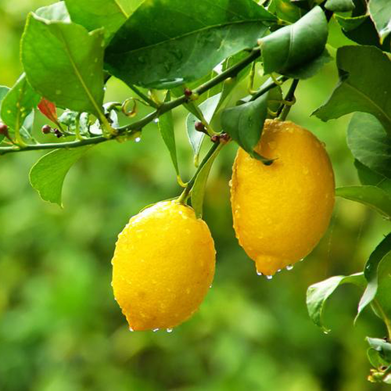 ʳ�������㾫