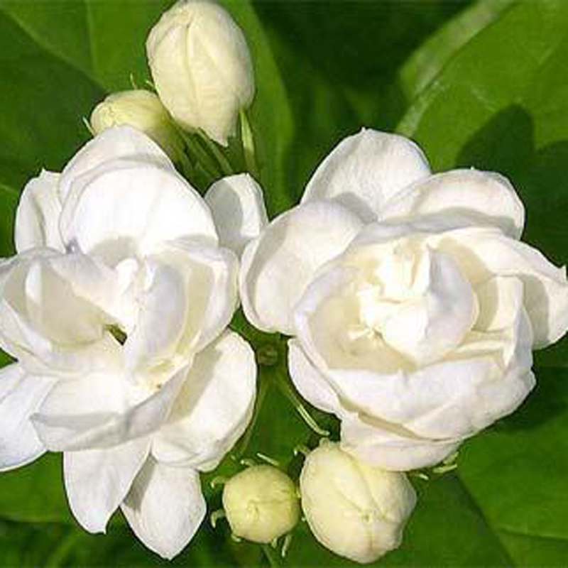 ���������㾫